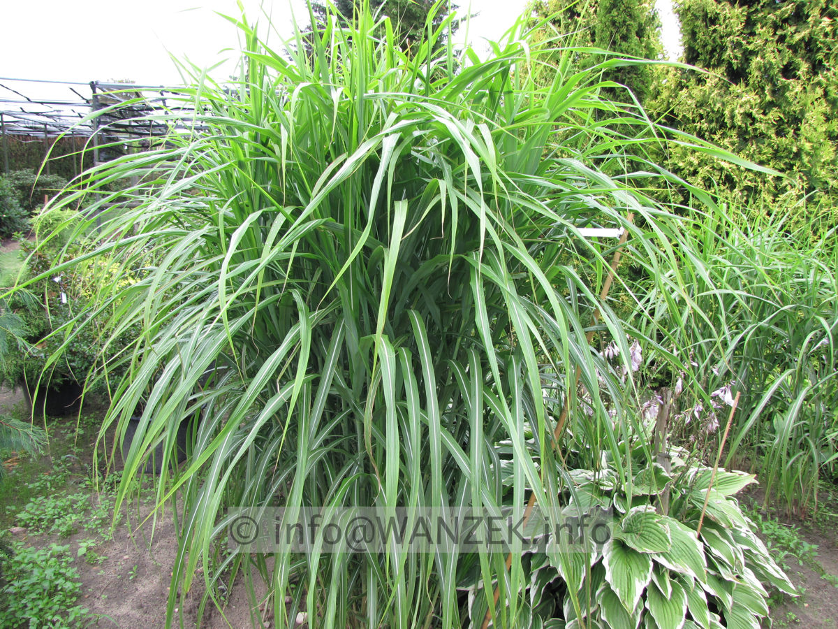 Miscanthus sinensis Condensatus 04.JPG
